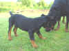 DSC01381.JPG (62177 octets)