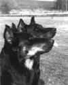 DUO PROFILE 1.JPG (296628 octets)