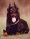Champion Jack