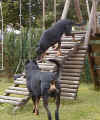 Upson et Vicky