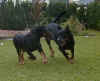 Zepo et Upson