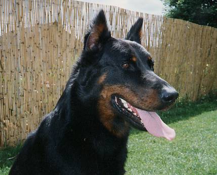 Roy du Caprice d'Eole