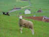 Moutonmontagne.jpg (33501 octets)
