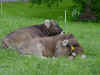 Vachesuisseduo.jpg (42174 octets)