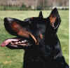 UPSON PROFILE.JPG (493225 octets)