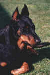 VICKY PROFILE.JPG (458733 octets)