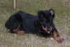 Zpo a 14 semaines