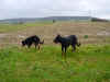 DSC00273.jpg (95890 octets)