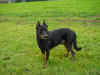 DSC00317.jpg (18070 octets)