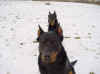 DSC00733.JPG (50837 octets)