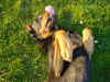 DSC00951.JPG (62032 octets)